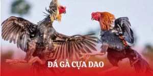 Đá Gà Cựa Dao - Siêu Phẩm Thu Hút Dân Chơi Mọi Thời Đại