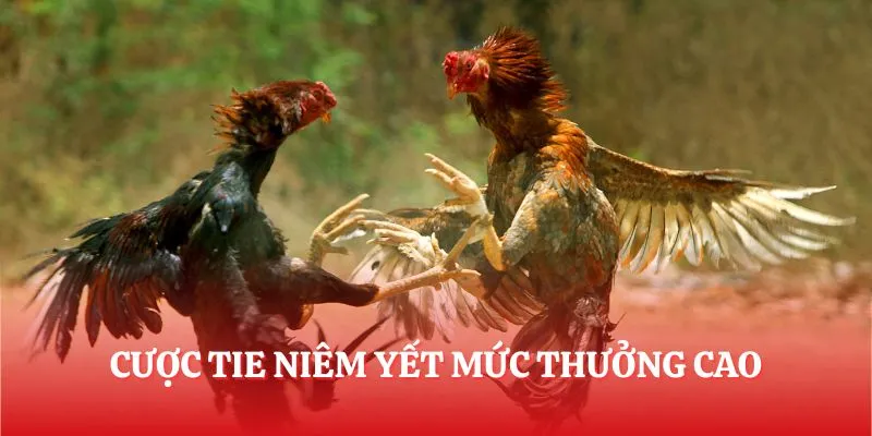 Cược Tie niêm yết mức thưởng cao