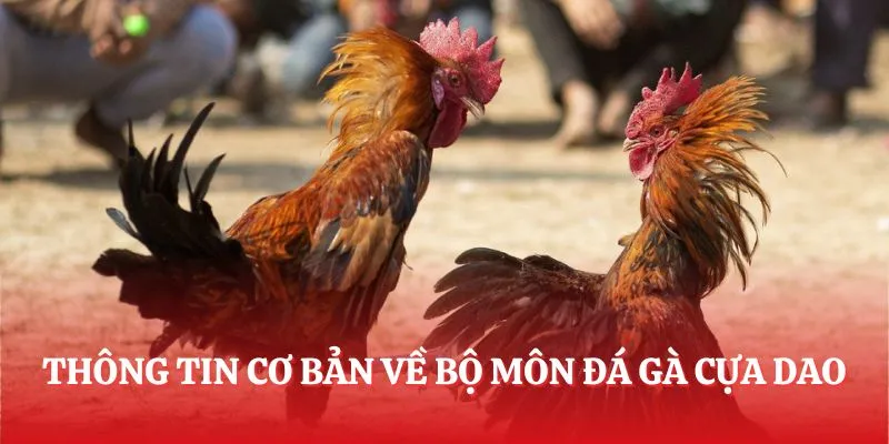Thông tin cơ bản về bộ môn đá gà cựa dao