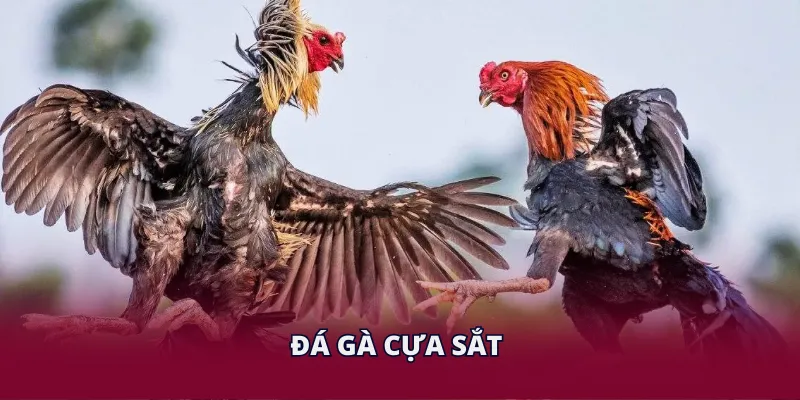 Đá Gà Cựa Sắt - Bí Kíp Săn Thưởng Nhanh Từ Cao Thủ EE88