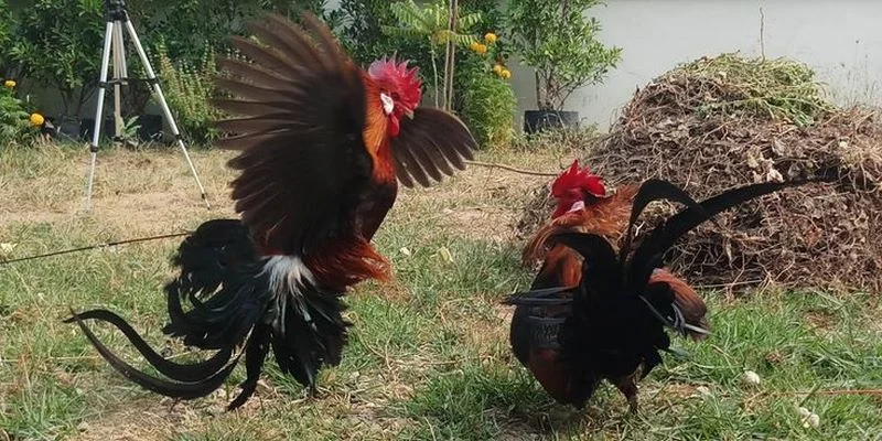 Đá Gà Thomo EE88 - Hình Thức Giải Trí Chọi Kê Cực Hot