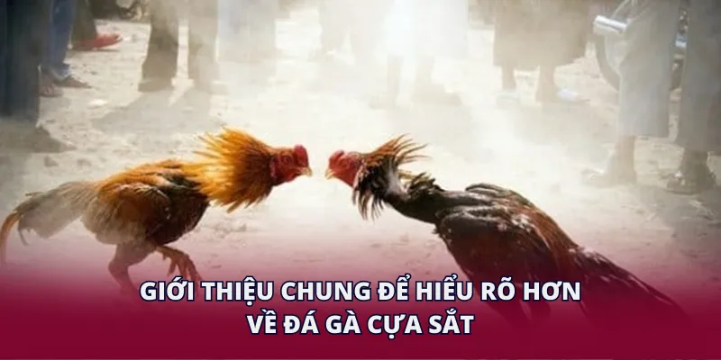 Giới thiệu chung để hiểu rõ hơn về đá gà cựa sắt