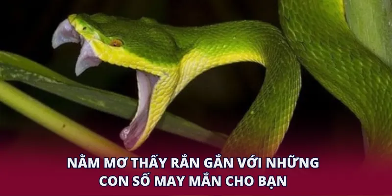 Nằm mơ thấy rắn gắn với những con số may mắn cho bạn