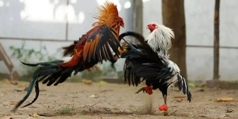 Sơ nét thông tin về sảnh đá gà Thomo EE88 cho bạn mới