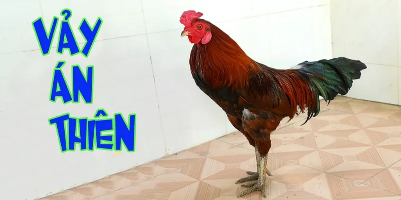 Khám Phá Vảy Án Thiên Trong Loại Hình Đá Gà Hấp Dẫn